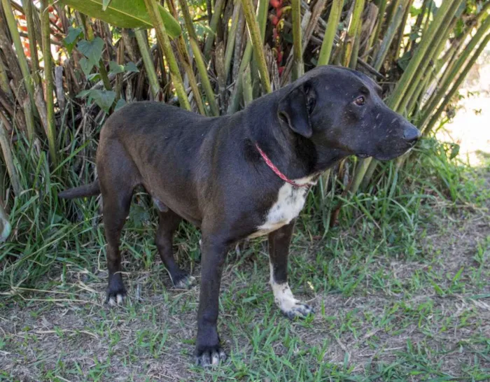 Cachorro ra a srd idade 4 anos nome Guerreiro