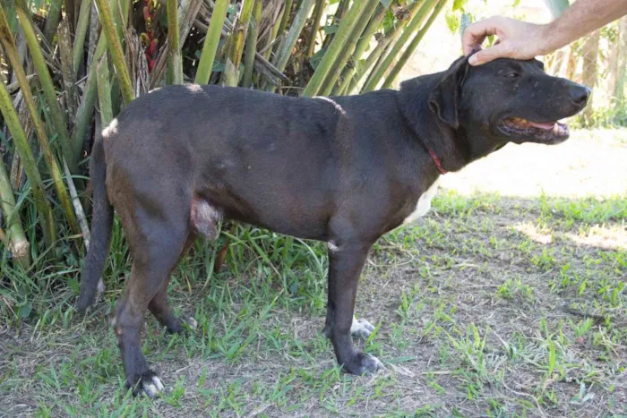 Cachorro ra a srd idade 4 anos nome Guerreiro