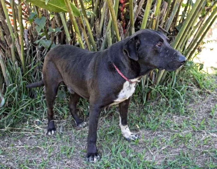 Cachorro ra a srd idade 4 anos nome Guerreiro