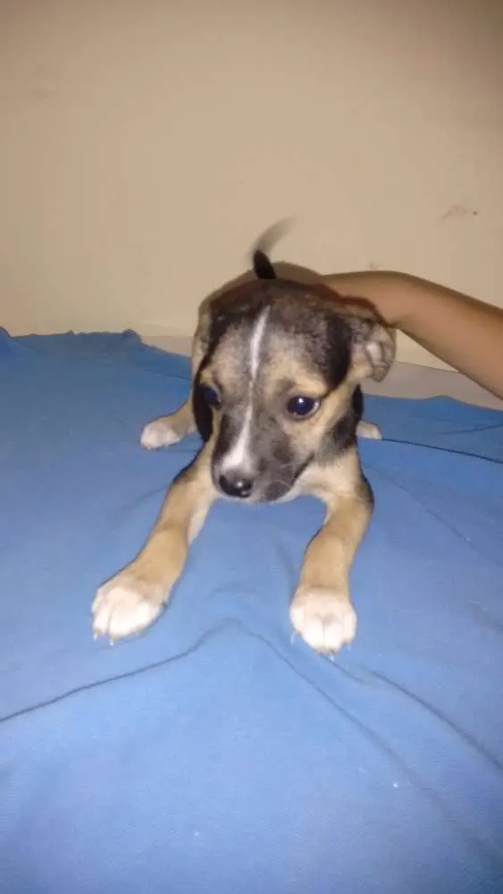 Cachorro raça Mista com caçadores de médio porte idade 2 a 6 meses nome Filhotes