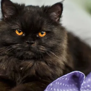 Gato raça Persa idade 3 anos nome Gal