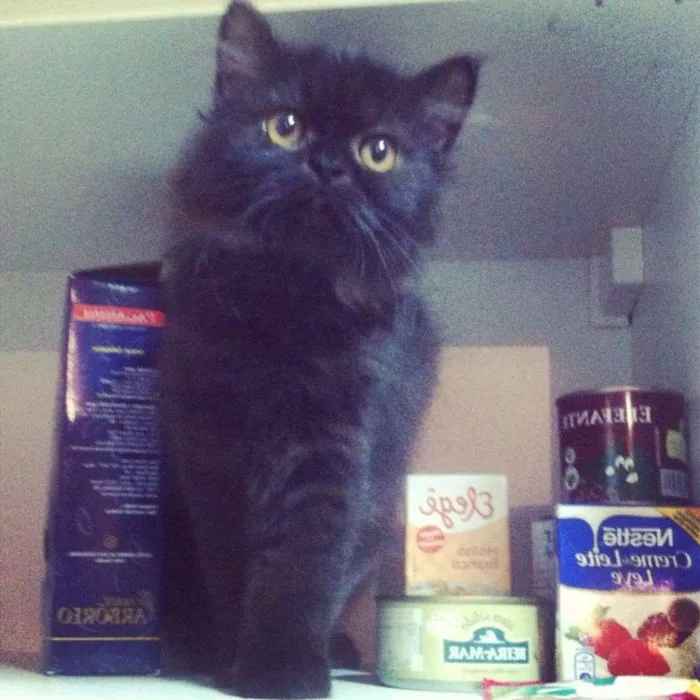 Gato ra a Persa idade 3 anos nome Gal