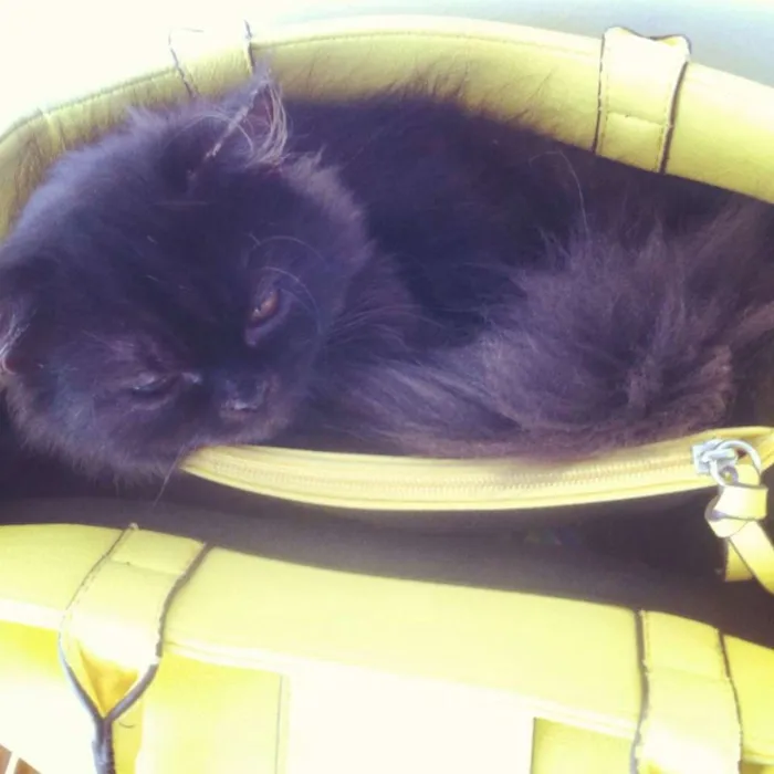 Gato ra a Persa idade 3 anos nome Gal