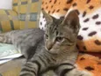 Cinzento