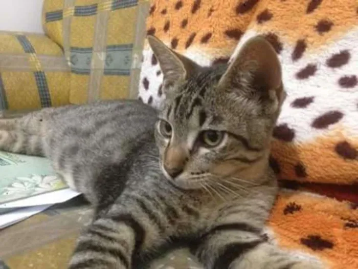 Gato ra a Vira lata idade 2 a 6 meses nome Cinzento