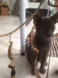 Cinzento