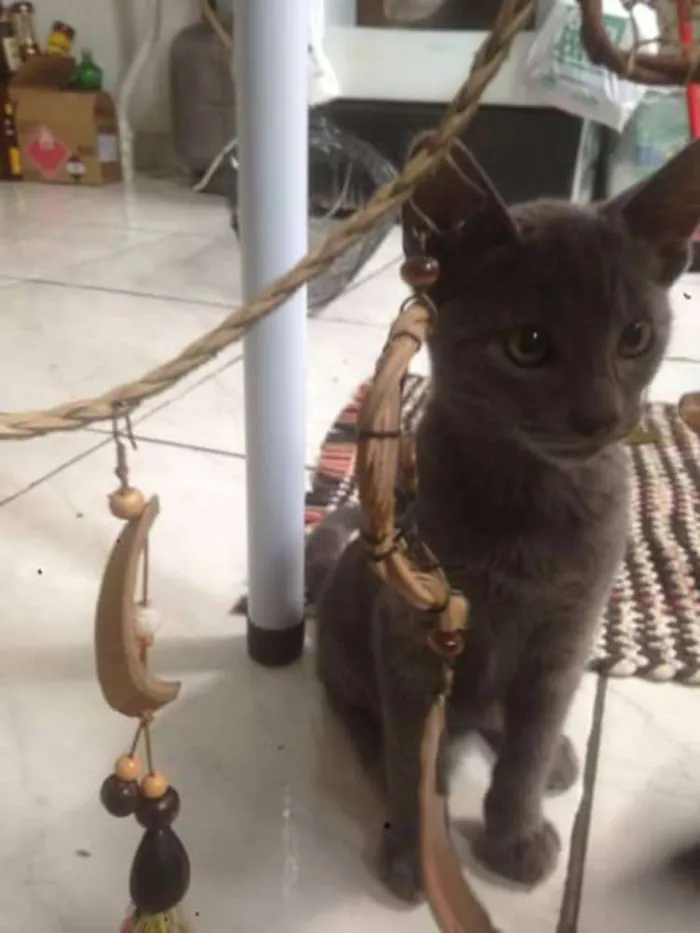 Gato ra a Vira lata idade 2 a 6 meses nome Cinzento