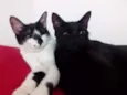 Crioula/Marlene