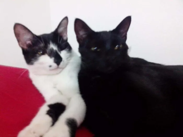 Gato ra a Sem raça idade 1 ano nome Crioula/Marlene
