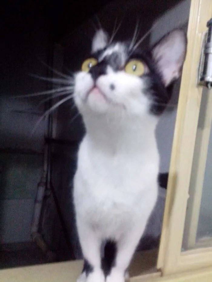 Gato ra a Sem raça idade 1 ano nome Crioula/Marlene