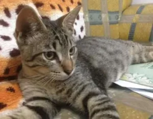 Gato raça Vira lata idade 2 a 6 meses nome Cinzento
