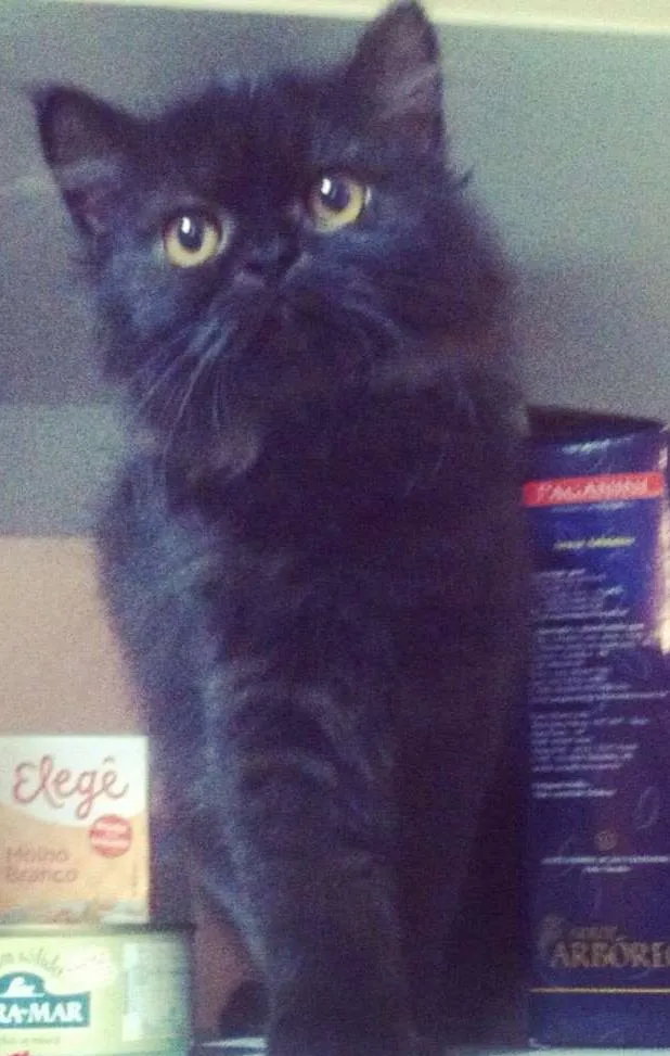 Gato ra a Persa idade 3 anos nome Gal