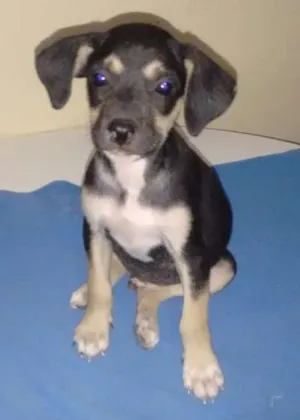 Cachorro raça Mista com caçadores de médio porte idade 2 a 6 meses nome Filhotes
