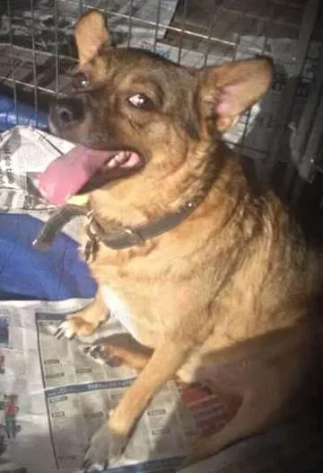 Cachorro ra a SRD idade 4 anos nome Paulinho
