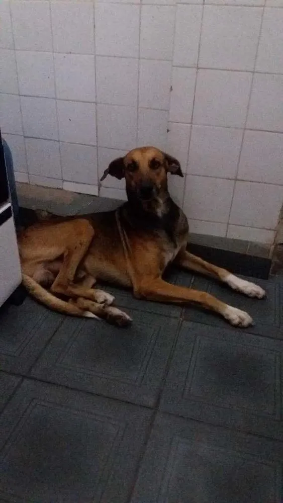 Cachorro raça Srd idade 5 anos nome Costela