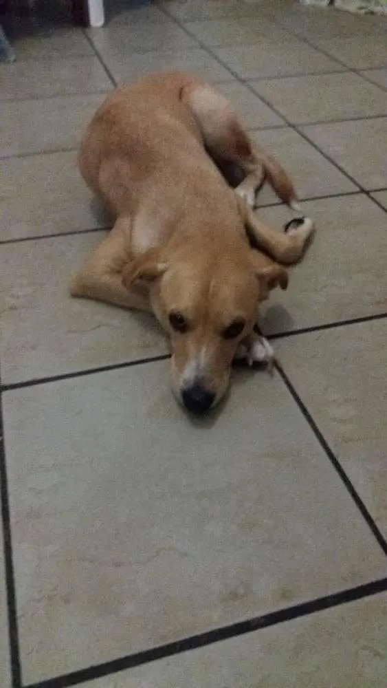 Cachorro raça Srd idade 3 anos nome Bianco