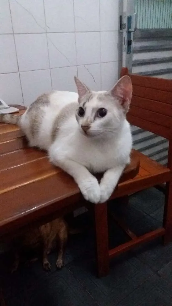 Gato raça Srd idade 7 a 11 meses nome Clara