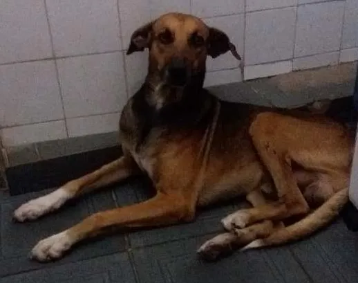 Cachorro raça Srd idade 5 anos nome Costela
