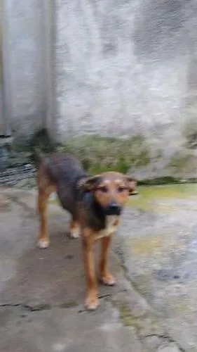 Cachorro ra a SRD idade 1 ano nome MENINA
