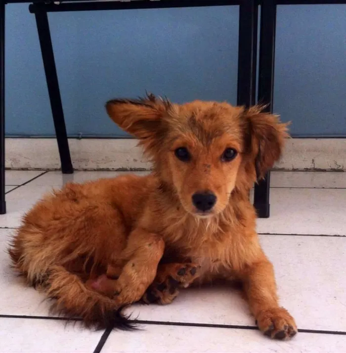 Cachorro raça sem raca definida idade 7 a 11 meses nome Dom