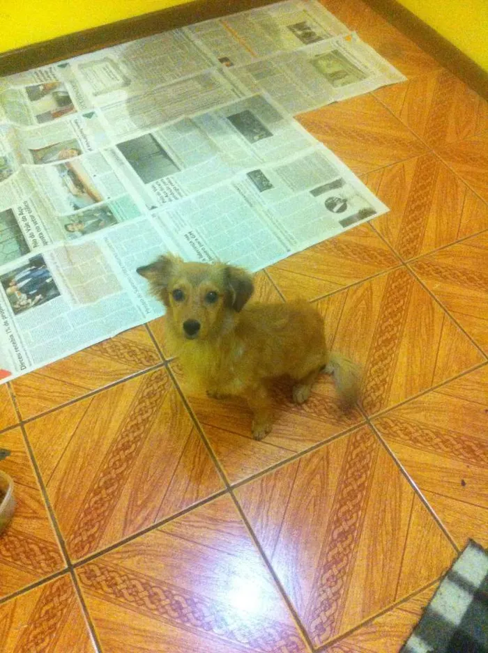 Cachorro raça sem raca definida idade 7 a 11 meses nome Dom