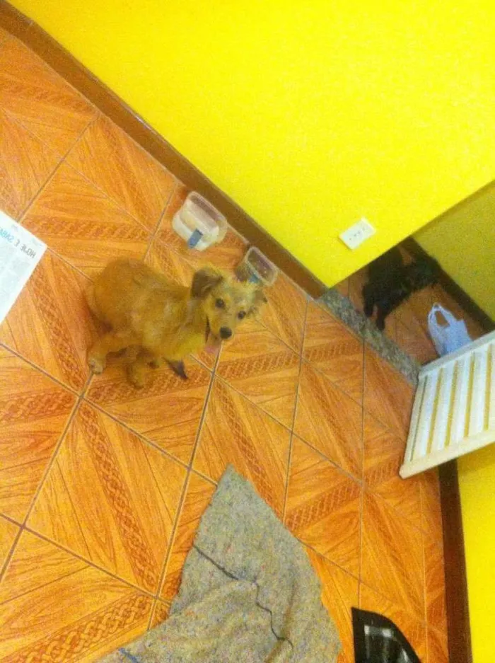 Cachorro raça sem raca definida idade 7 a 11 meses nome Dom
