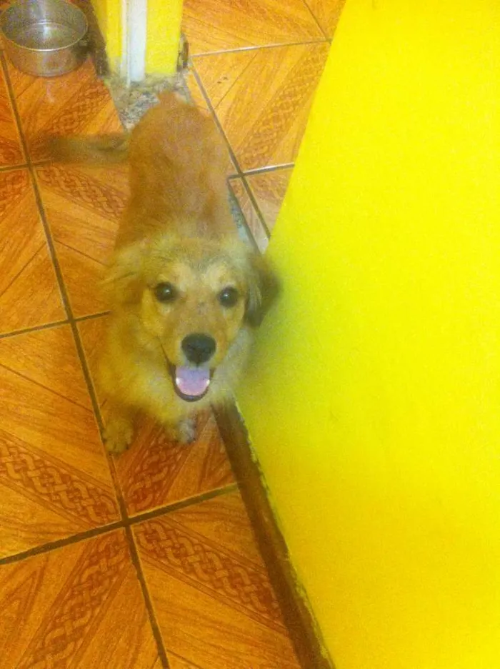 Cachorro raça sem raca definida idade 7 a 11 meses nome Dom