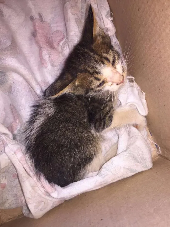 Gato raça Gato idade Abaixo de 2 meses nome filhote