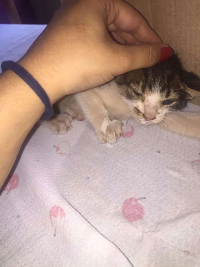 Gato raça Gato idade Abaixo de 2 meses nome filhote