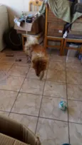 Teddy