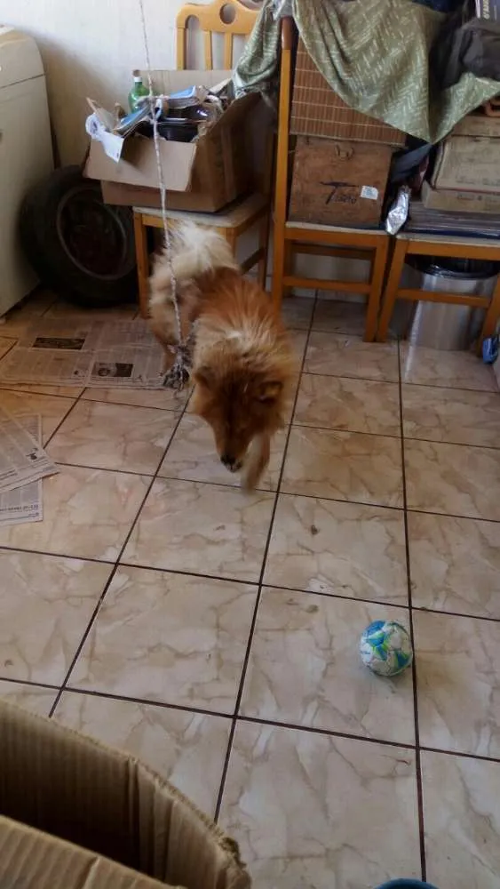 Cachorro ra a Chow Chow idade 1 ano nome Teddy