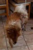 Teddy