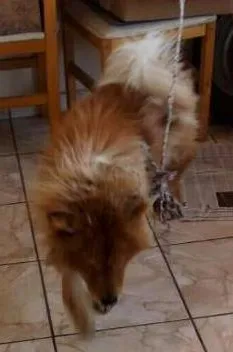 Cachorro ra a Chow Chow idade 1 ano nome Teddy