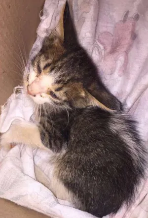 Gato raça Gato idade Abaixo de 2 meses nome filhote
