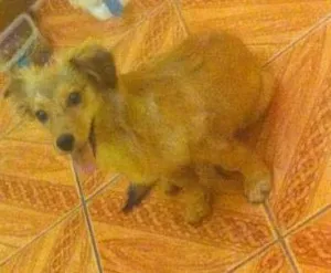 Cachorro raça sem raca definida idade 7 a 11 meses nome Dom