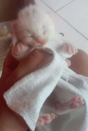 Gato raça SRD idade Abaixo de 2 meses nome Filó