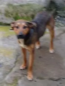 Cachorro ra a SRD idade 1 ano nome MENINA