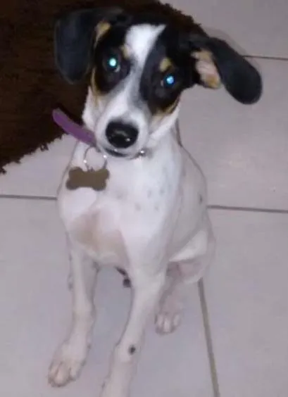 Cachorro ra a border collins idade  nome PipoKa