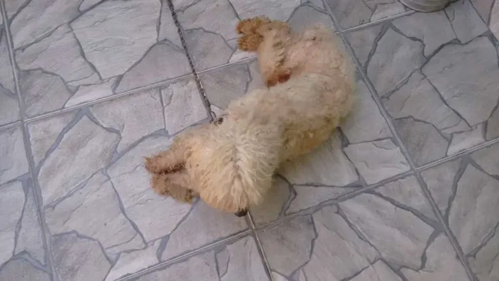 Cachorro ra a Poodle idade 6 ou mais anos nome acho que é ralf