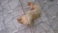 acho que é ralf