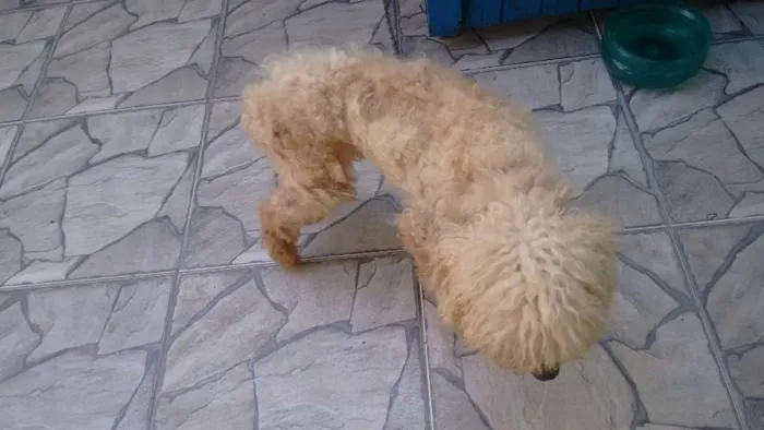 Cachorro ra a Poodle idade 6 ou mais anos nome acho que é ralf