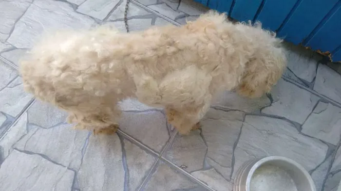 Cachorro ra a Poodle idade 6 ou mais anos nome acho que é ralf