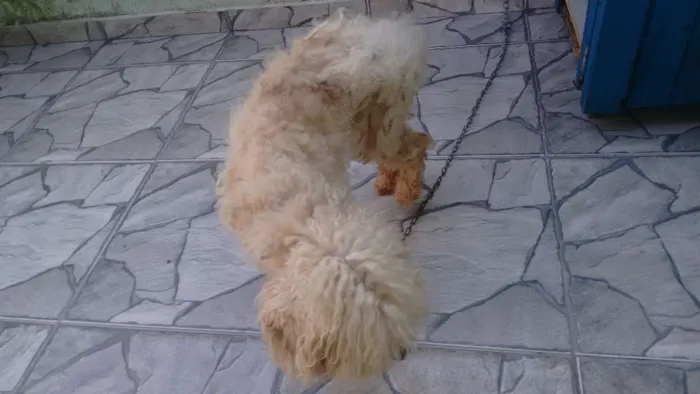 Cachorro ra a Poodle idade 6 ou mais anos nome acho que é ralf
