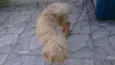 acho que é ralf