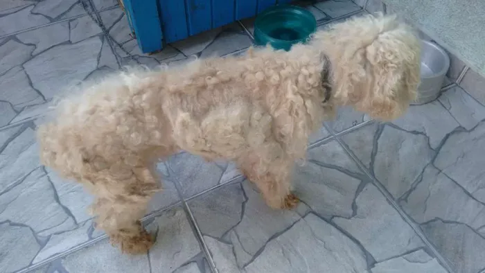 Cachorro ra a Poodle idade 6 ou mais anos nome acho que é ralf
