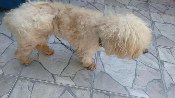 Cachorro ra a Poodle idade 6 ou mais anos nome acho que é ralf