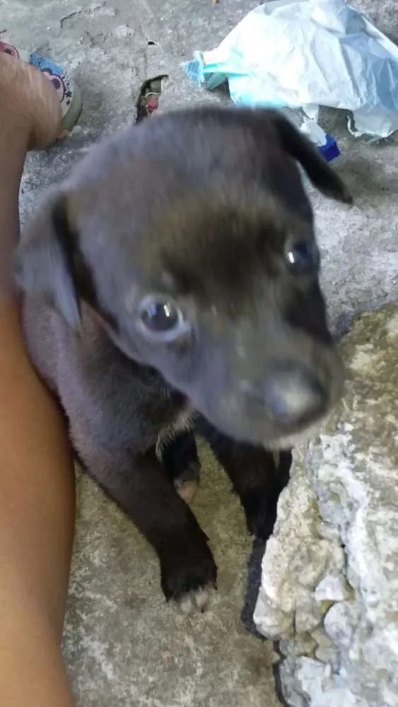 Cachorro ra a SRD idade Abaixo de 2 meses nome Filhotes 