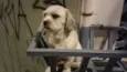 PUPY