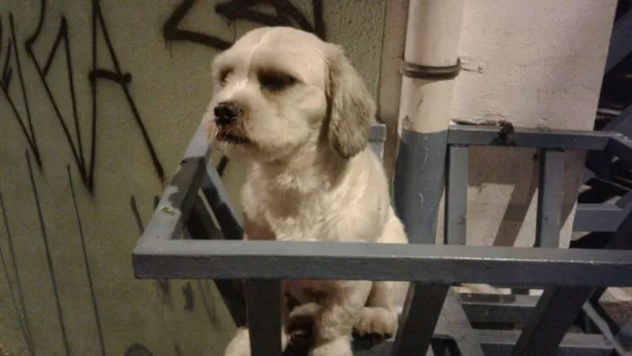 Cachorro ra a MIX idade 2 a 6 meses nome PUPY