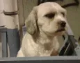 PUPY